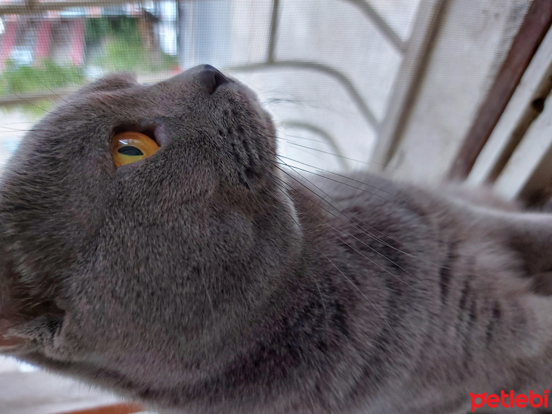 British Shorthair, Kedi  Duman fotoğrafı