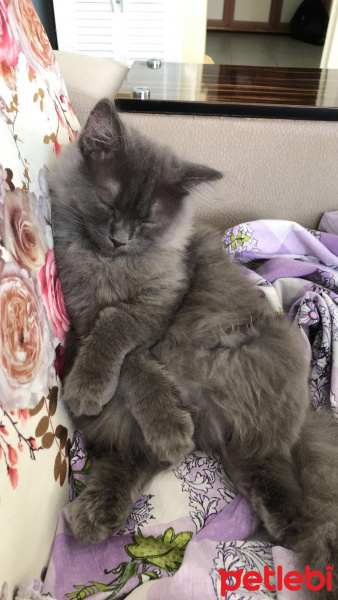 British Shorthair, Kedi  Barney fotoğrafı