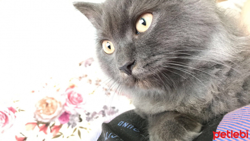 British Shorthair, Kedi  Barney fotoğrafı