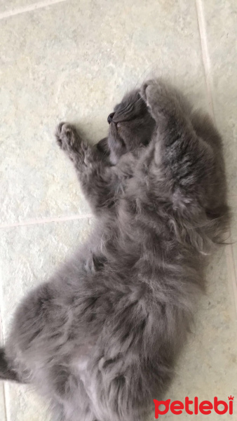 British Shorthair, Kedi  Barney fotoğrafı