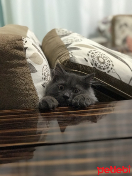 British Shorthair, Kedi  Barney fotoğrafı