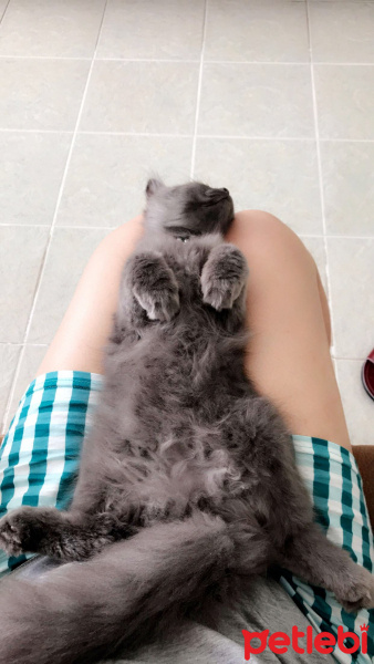 British Shorthair, Kedi  Barney fotoğrafı