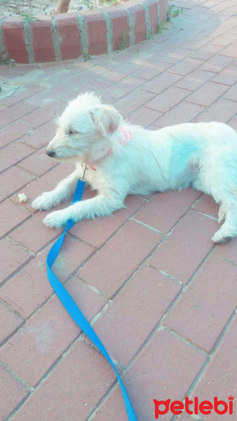 West Highland White Terrier, Köpek  Lolita fotoğrafı