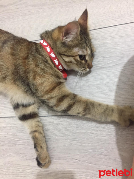 Tekir Kedi, Kedi  Harley fotoğrafı