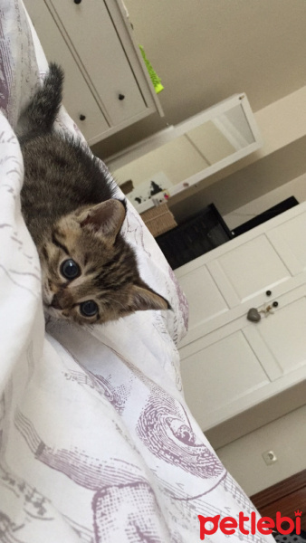 Tekir Kedi, Kedi  Kuki fotoğrafı