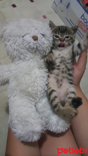 Tekir Kedi, Kedi  Kuki fotoğrafı