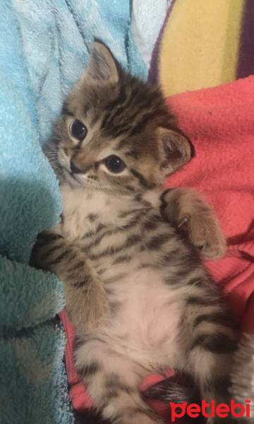 Tekir Kedi, Kedi  Kuki fotoğrafı