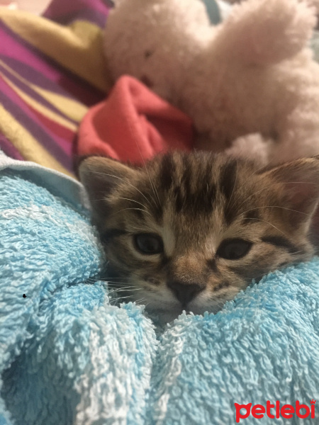 Tekir Kedi, Kedi  Kuki fotoğrafı
