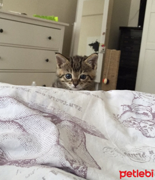 Tekir Kedi, Kedi  Kuki fotoğrafı