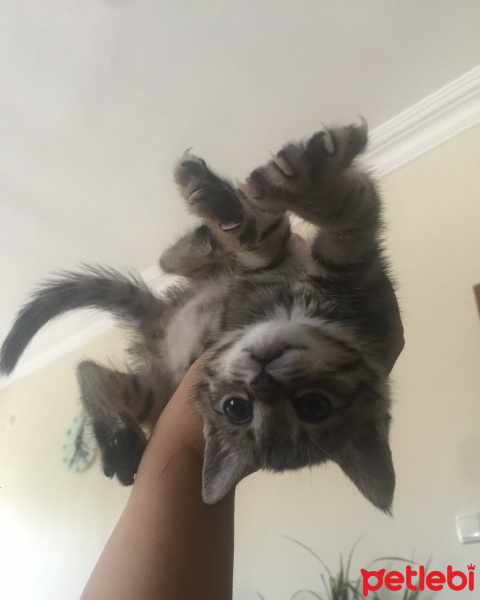 Tekir Kedi, Kedi  Kuki fotoğrafı