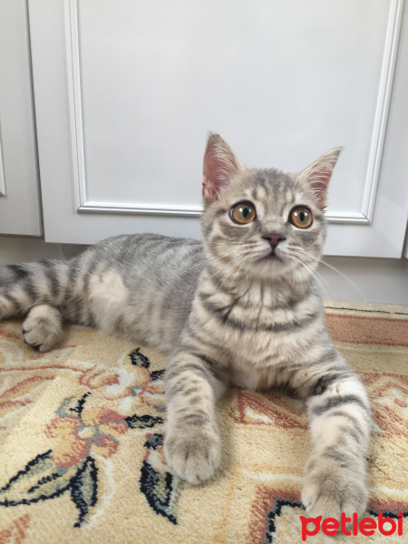 British Shorthair, Kedi  Behlül fotoğrafı
