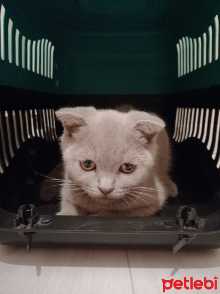 Scottish Fold, Kedi  Müezza fotoğrafı