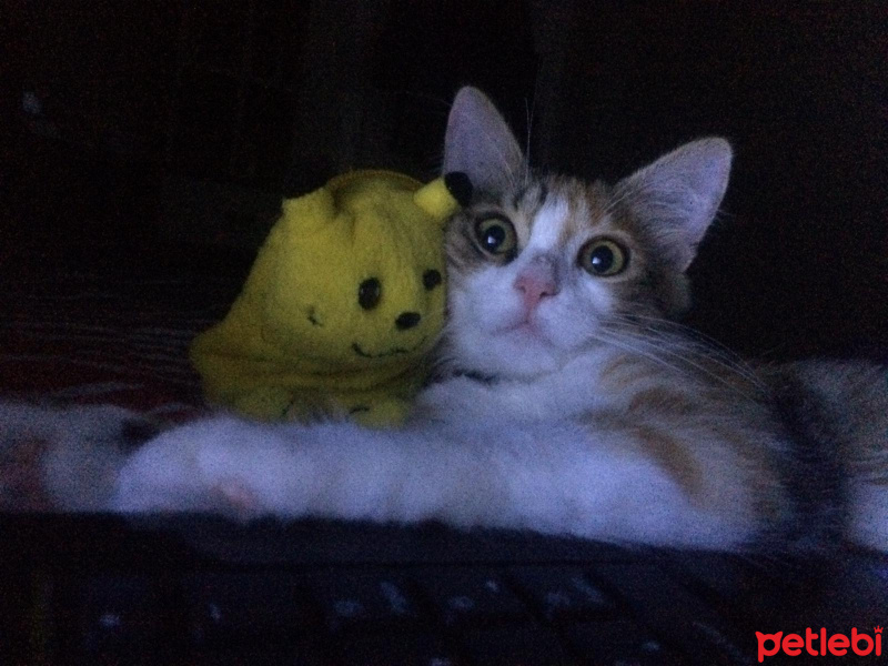 Tekir Kedi, Kedi  Lina fotoğrafı