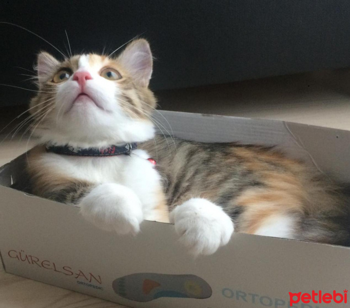 Tekir Kedi, Kedi  Lina fotoğrafı