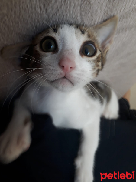 Tekir Kedi, Kedi  kedo fotoğrafı