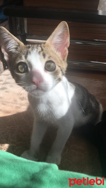 Tekir Kedi, Kedi  kedo fotoğrafı