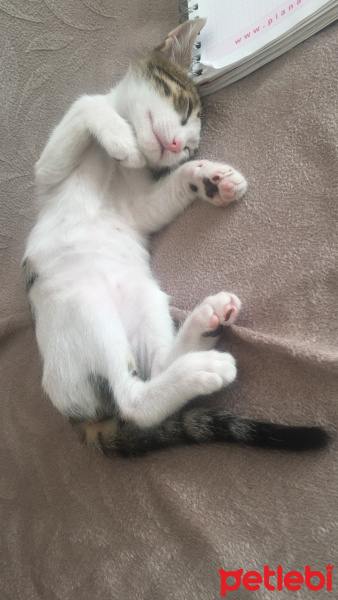 Tekir Kedi, Kedi  kedo fotoğrafı