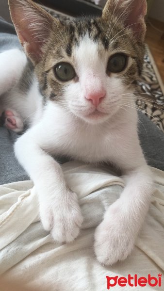Tekir Kedi, Kedi  kedo fotoğrafı