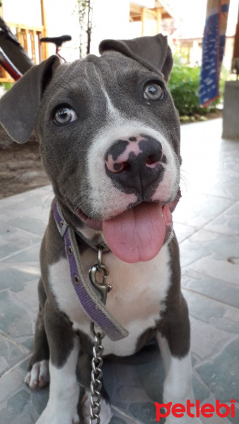 Amerikan Staffordshire Terrier, Köpek  Leydi Yuva arıyor fotoğrafı