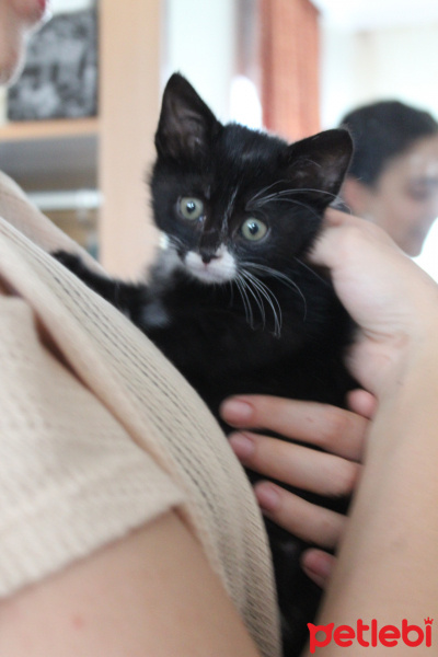Tuxedo (Smokin) Kedi, Kedi  Bırovni fotoğrafı