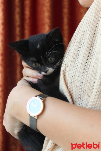 Tuxedo (Smokin) Kedi, Kedi  Bırovni fotoğrafı