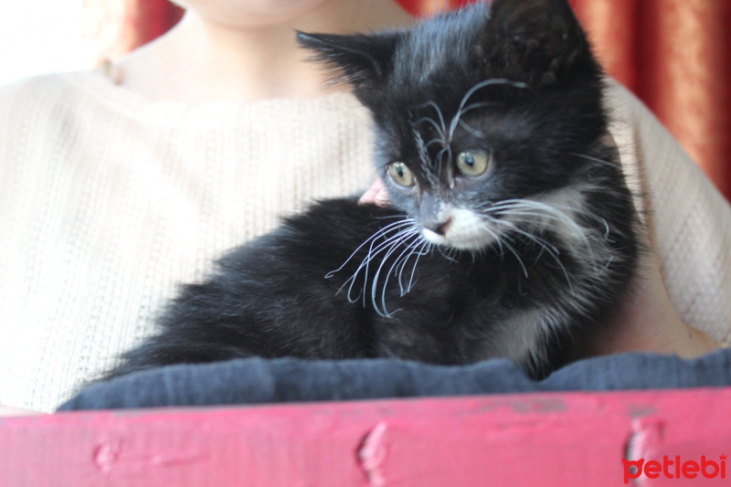 Tuxedo (Smokin) Kedi, Kedi  Bırovni fotoğrafı