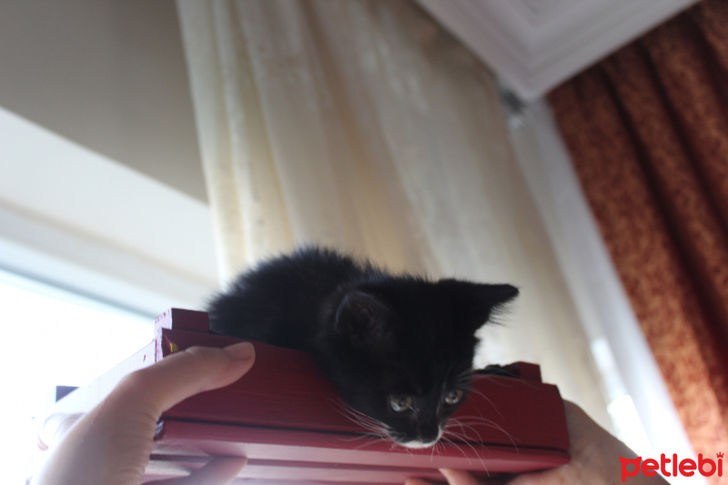 Tuxedo (Smokin) Kedi, Kedi  Bırovni fotoğrafı