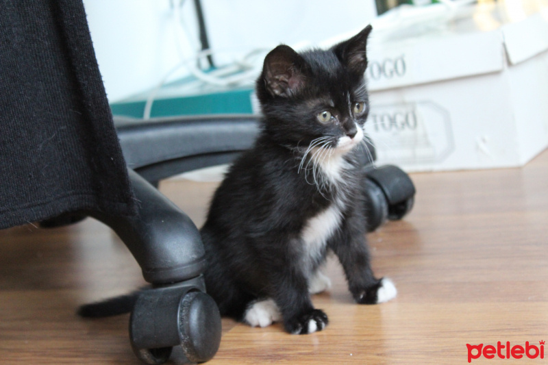 Tuxedo (Smokin) Kedi, Kedi  Bırovni fotoğrafı