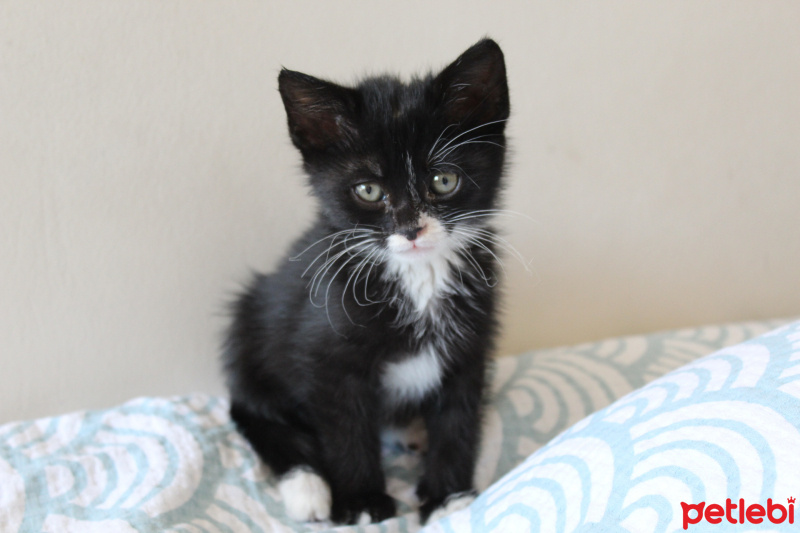 Tuxedo (Smokin) Kedi, Kedi  Bırovni fotoğrafı