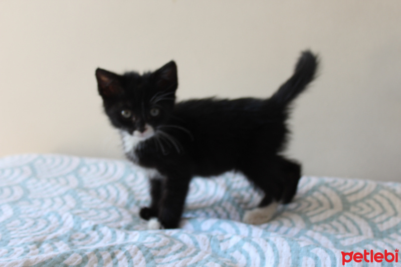 Tuxedo (Smokin) Kedi, Kedi  Bırovni fotoğrafı