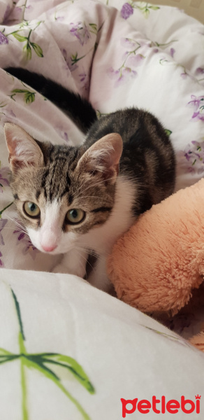 Tekir Kedi, Kedi  Venüs fotoğrafı