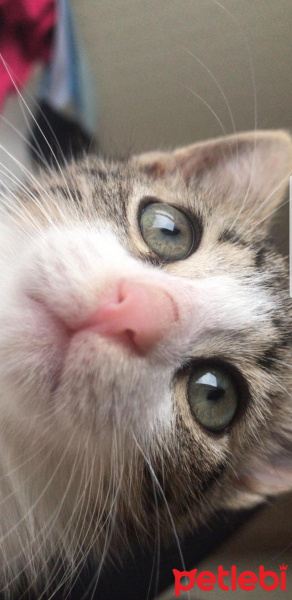 Tekir Kedi, Kedi  Venüs fotoğrafı