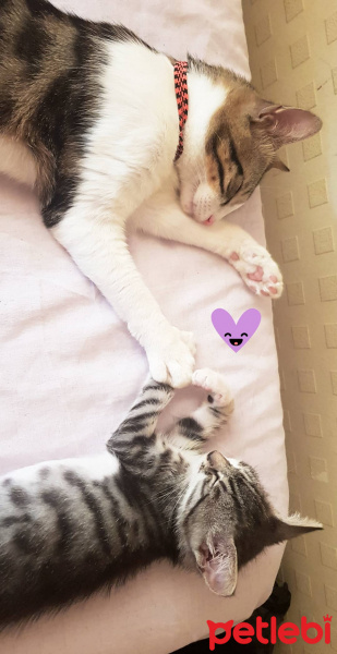 Tekir Kedi, Kedi  Venüs fotoğrafı