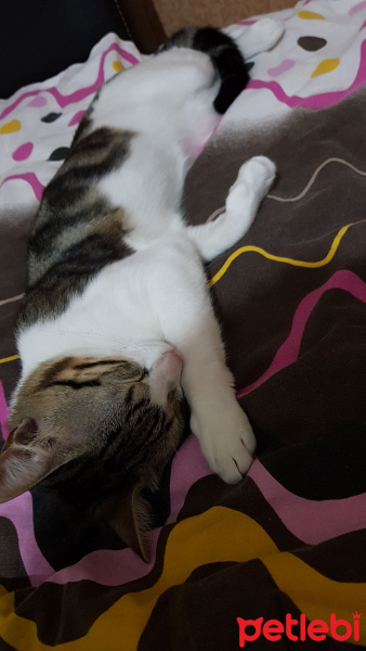 Tekir Kedi, Kedi  Venüs fotoğrafı