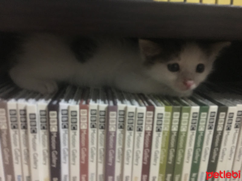 Sarman, Kedi  Beyaz fotoğrafı