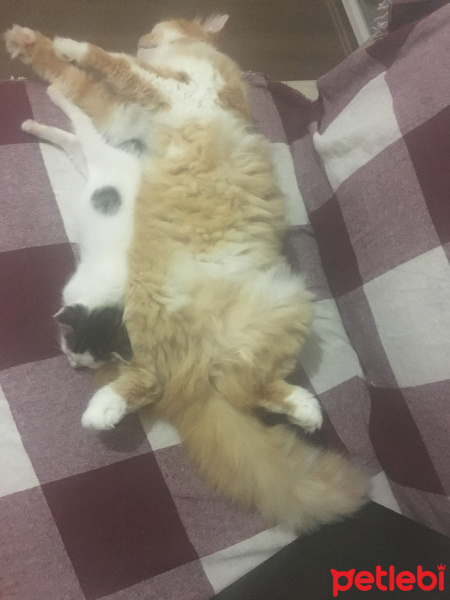 Sarman, Kedi  Beyaz fotoğrafı