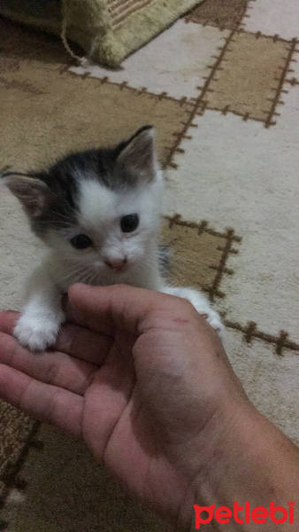 Sarman, Kedi  Beyaz fotoğrafı