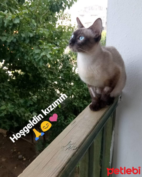 Siyam Kedisi, Kedi  İsis (Rin tin tin) fotoğrafı