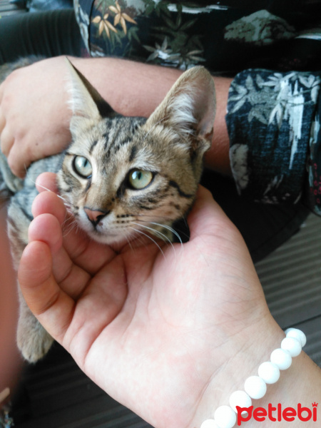 Bengal, Kedi  Mino fotoğrafı