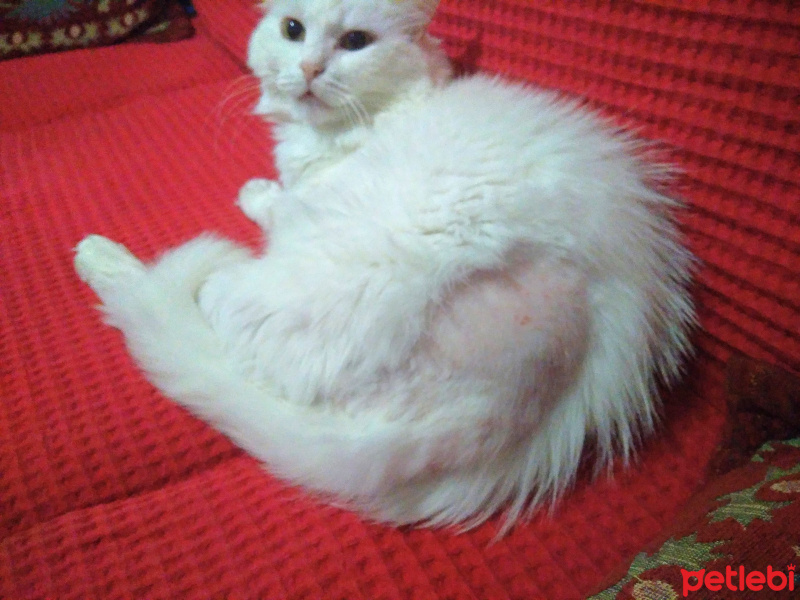 Ankara Kedisi, Kedi  Pamuk fotoğrafı