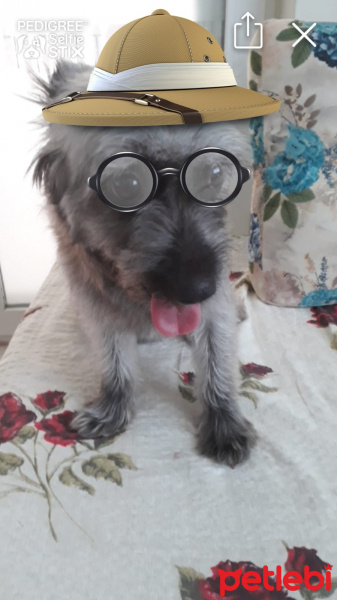 Maltese, Köpek  Boncuk fotoğrafı