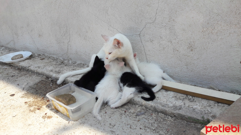 Van Kedisi, Kedi  Mia fotoğrafı