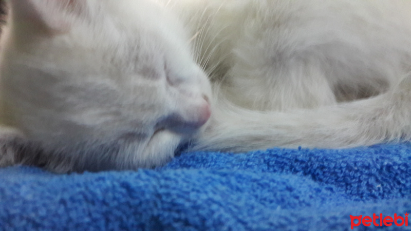 Van Kedisi, Kedi  Mia fotoğrafı