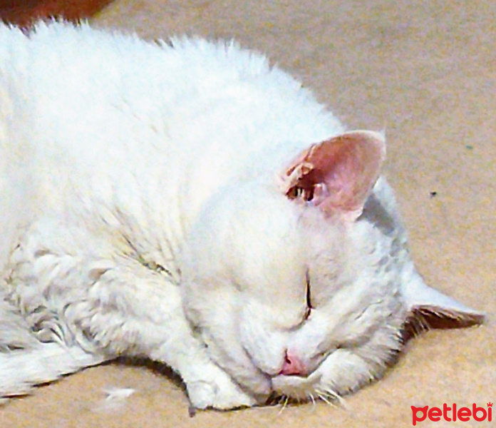 Van Kedisi, Kedi  Sütlaç fotoğrafı