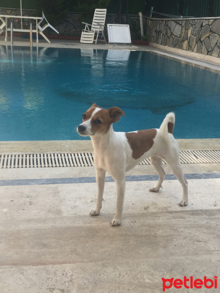 Jack Russell Terrier, Köpek  Pati fotoğrafı