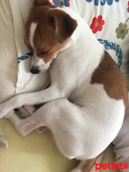 Jack Russell Terrier, Köpek  Pati fotoğrafı