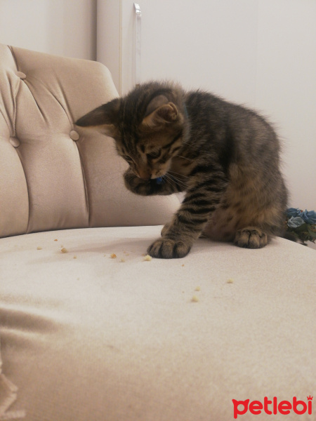 Tekir Kedi, Kedi  Necati fotoğrafı