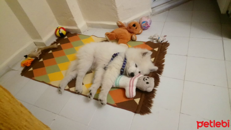 Samoyed, Köpek  PAMUK fotoğrafı