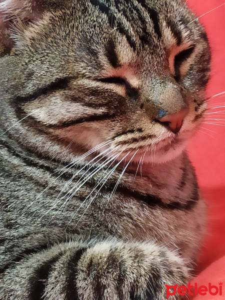 Tekir Kedi, Kedi  Asuman fotoğrafı