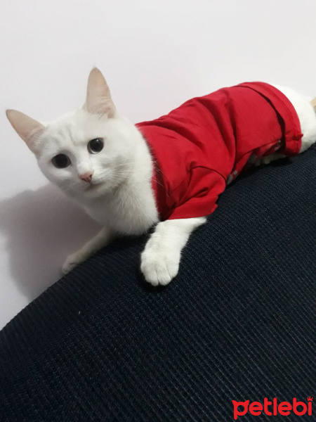 Ankara Kedisi, Kedi  Mia fotoğrafı
